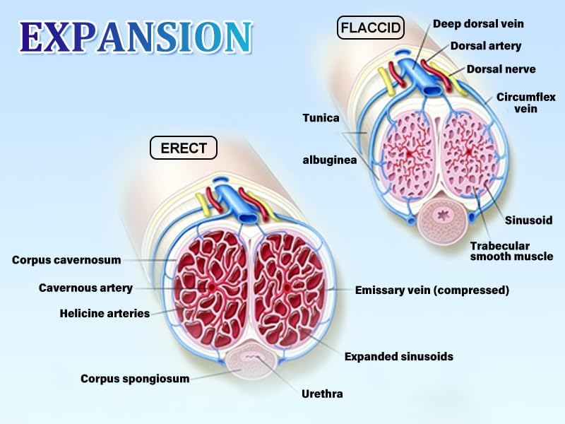 Power Suction Electric Male Enhancement Pump